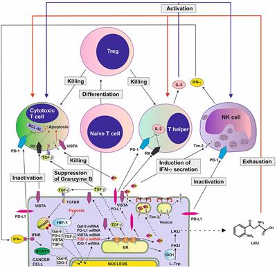 Editorial: Pathological reactions of cytotoxic lymphoid cells as universal therapeutic targets in cancer and autoimmune disease